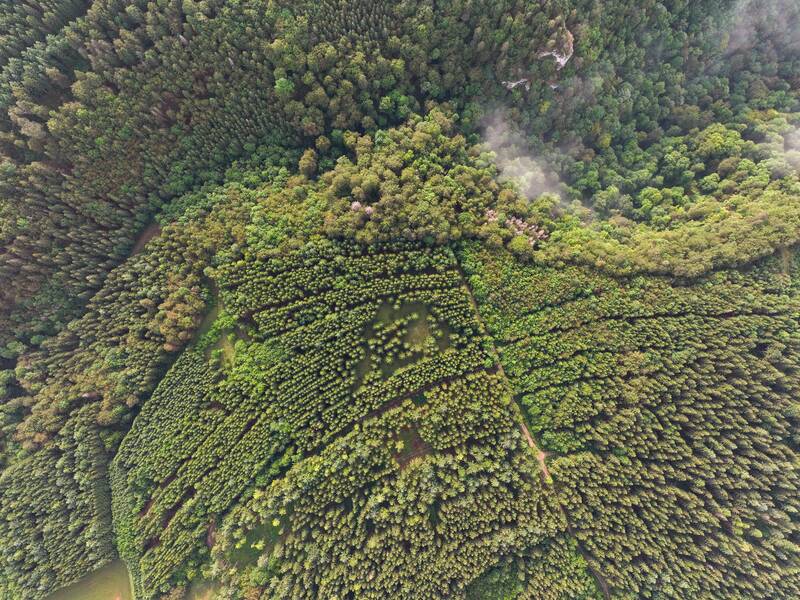 Luftaufnahme mit vielen Bäumen des Gemeindewaldes