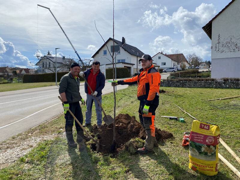 Bauhof- und Waldarbeiter pflanzen Bäume an der Straße